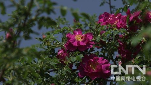 致富经:受到一个启发 玫瑰财富每年翻一番(图:3)