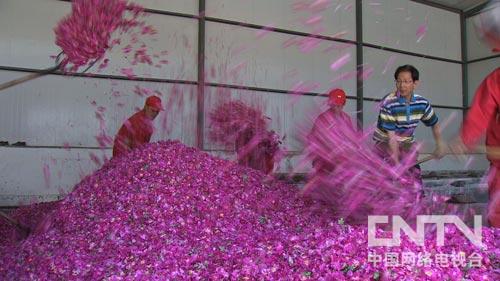 致富经:受到一个启发 玫瑰财富每年翻一番(图:4)