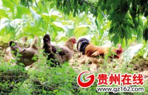 ¹óÖÝ᯹®£º2λ¡°90ºó¡±ÇàÄêµÄ·µÏ紴ҵ֮·£¨Í¼£º2£©