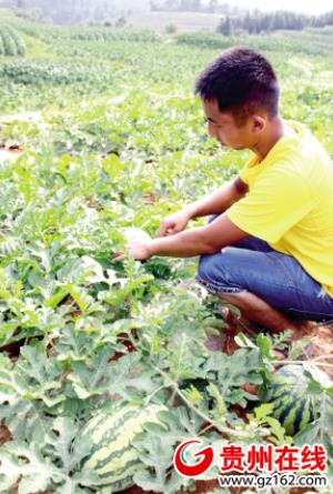 ¹óÖÝ᯹®£º2λ¡°90ºó¡±ÇàÄêµÄ·µÏ紴ҵ֮·£¨Í¼£º3£©