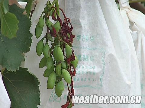 云南6月均温破历史新高 昆明烈日晒烂葡萄