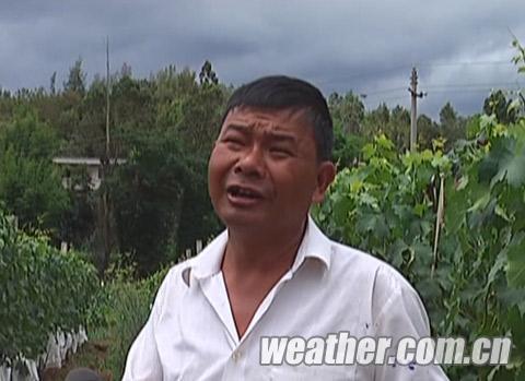 云南6月均温破历史新高 昆明烈日晒烂葡萄