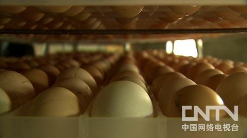 致富经:一个细节让同样的蛋卖出两倍的价(图:6)