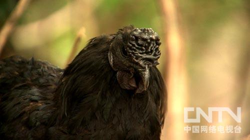 致富经:一个细节让同样的蛋卖出两倍的价(图:7)