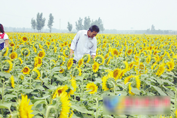 寿光版“荷兰小镇” 盐碱地葵花有门