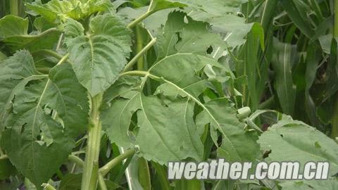 内蒙古雨一直下 雷击洪灾夺两命