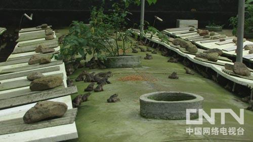 致富经:夏天让石蛙冬眠的秘密(图:1)