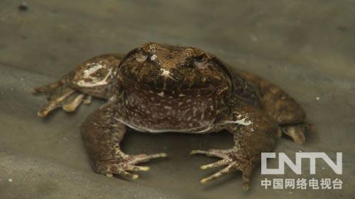 致富经:夏天让石蛙冬眠的秘密(图:2)