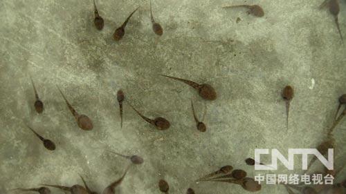 致富经:夏天让石蛙冬眠的秘密(图:5)