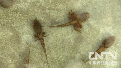 致富经:夏天让石蛙冬眠的秘密(图:6)