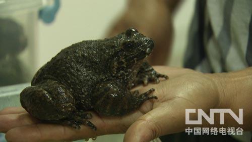 致富经:夏天让石蛙冬眠的秘密(图:8)