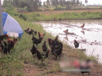 收完水稻放养鸡 巧用闲田增效益