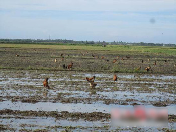 鸡在田里觅食