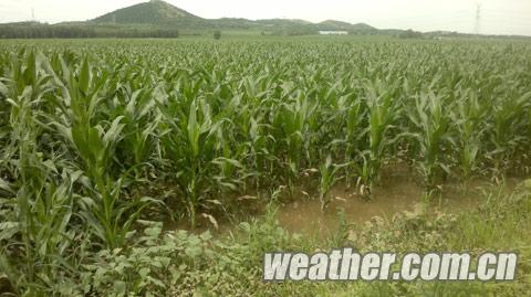 入汛最强降雨横扫辽宁 阜新河涨田涝受灾重