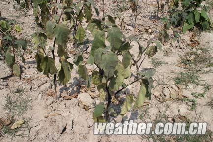 高温少雨持续袭击重庆 16万人受旱3万余人饮水困难