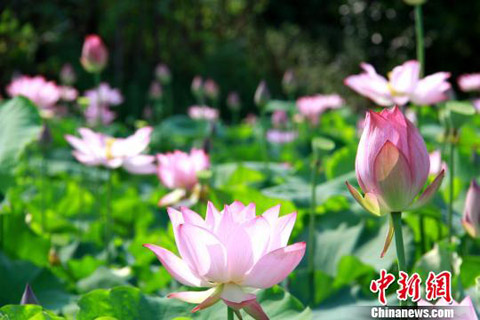 重庆乡村千亩太空荷花醉游人