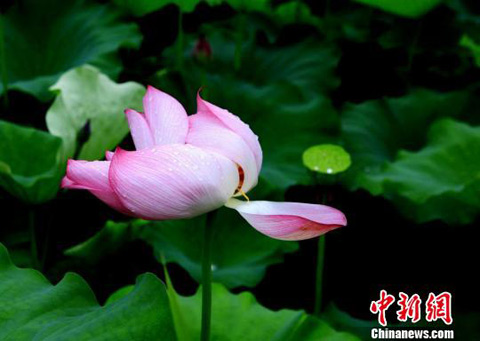 重庆乡村千亩太空荷花醉游人