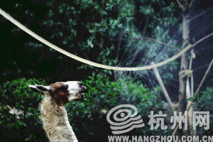 今日大暑 杭州高温依旧唱主角