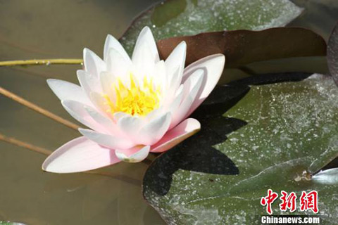 �½���˹�ں���ĶҰ��˯������ �ƽ���ˮ�磨ͼ��