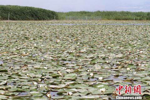 �½���˹�ں���ĶҰ��˯������ �ƽ���ˮ�磨ͼ��