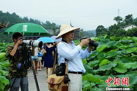 经受暴风洗礼后 四川广元千亩荷花娇艳绽放