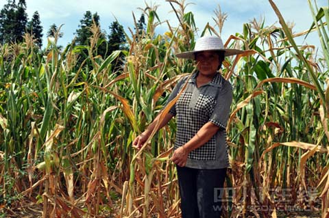 �Ĵ���������º���Ӿ� 36.88��������