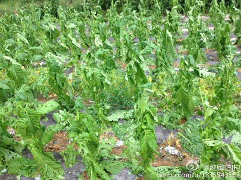 昆明遭遇冰雹袭击 农作物损失惨重