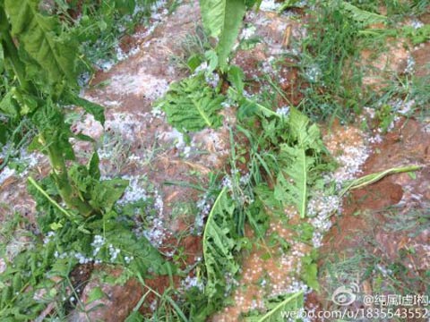 昆明遭遇冰雹袭击 农作物损失惨重