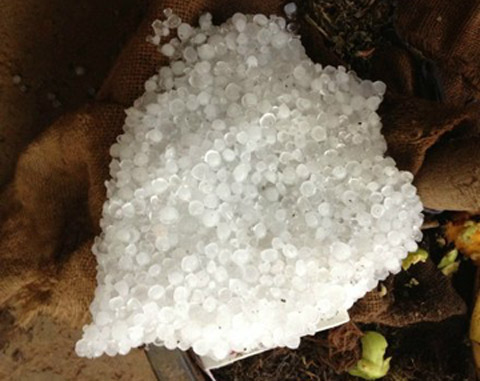 昆明遭遇冰雹袭击 农作物损失惨重