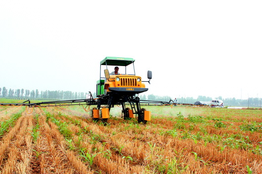 山东济南平阴县:土地流转“转”出致富路
