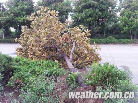 十级狂风携暴雨突袭合肥 城区大面积长时间停电