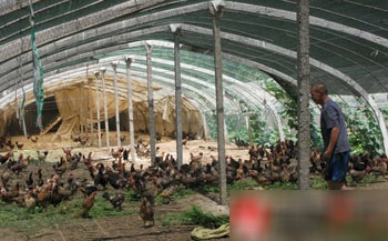 ҵ԰ɢ߲ҶӲݣһֻ60ԪǹӦ