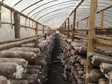 重庆城口邓作权:大棚种植香菇走上致富路(图:2)