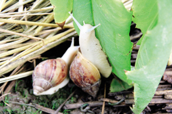 白玉蜗牛霸全国 境外客户追抢货