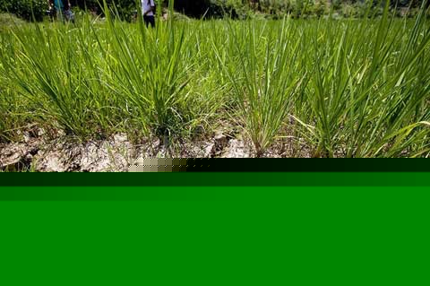 湖南高温持久战 抗旱迫在眉睫