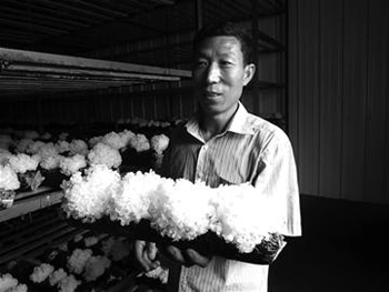 日本雪耳食用菌 带旺胶州匡宝君