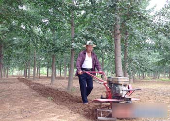 山东文登:只除草不打药 种银杏有一套