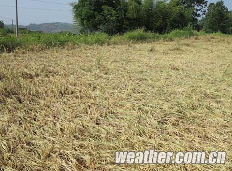 ���¸ɺ�����ЧӦ͹�� ���ϵ��������漱 