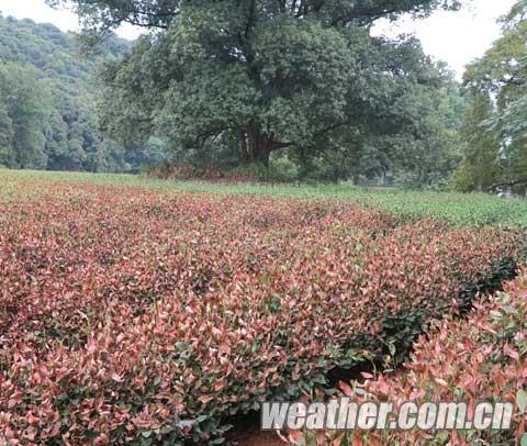 ���¸ɺ�����ЧӦ͹�� ���ϵ��������漱 