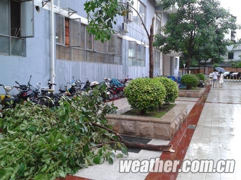 “暴雨花”云团突袭广西 狂风骤雨劈折树腰