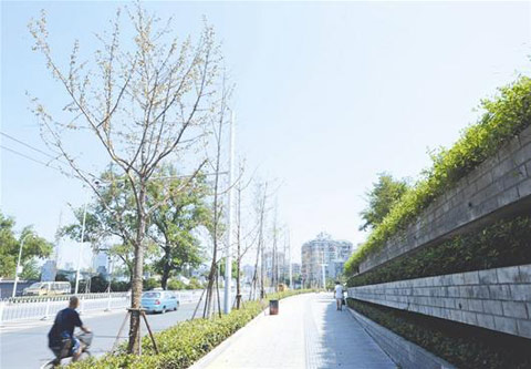 武汉有多热?马路起“波浪” 树叶多焦枯