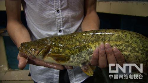 致富经:运输路上 让鱼“冬眠”的秘密(图:5)