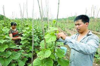 寻常种菜我不种 做精做小易成功