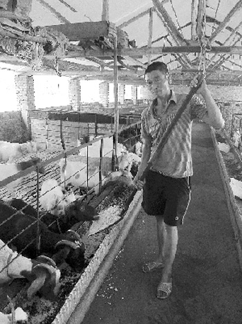 “懒人养羊”不割草 废弃菌棒能长膘