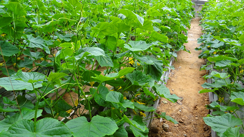 ����Ѯ�������������¼��� �¸������չ��ͼ��1��