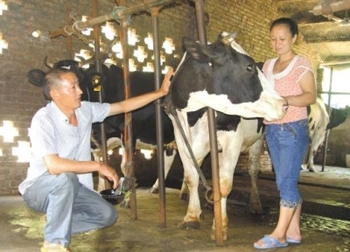 冉恒华夫妇查看奶牛的生长情况