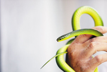 这条“小青”很漂亮,是人们喜欢饲养的宠物蛇之一