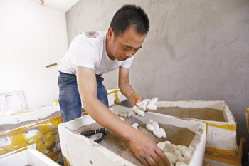 王孝林小心地将蛇蛋放入土中,等待孵化