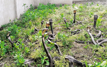 走进蛇园,一些眼镜蛇发现有动静就“站”起身来,警告来者