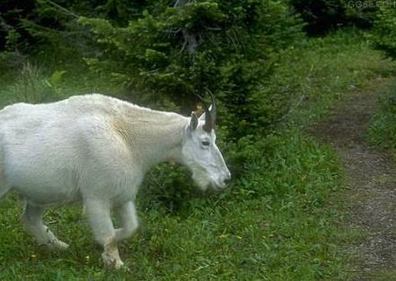 农民返乡投身生态养羊 成就致富梦